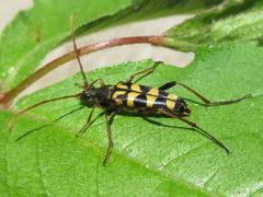 Leptura annularis