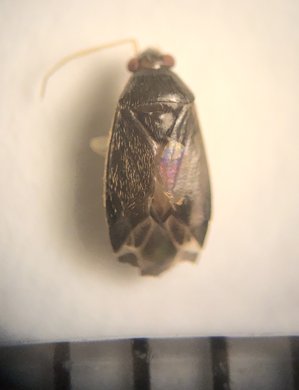 Plagiognathus modestus