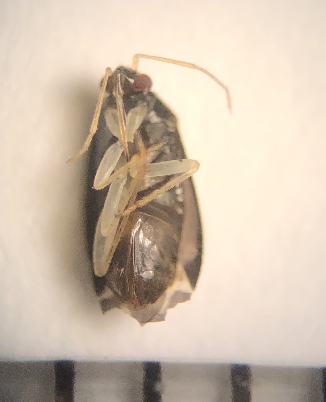 Plagiognathus modestus