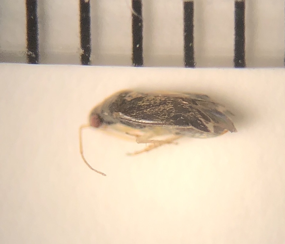 Plagiognathus modestus