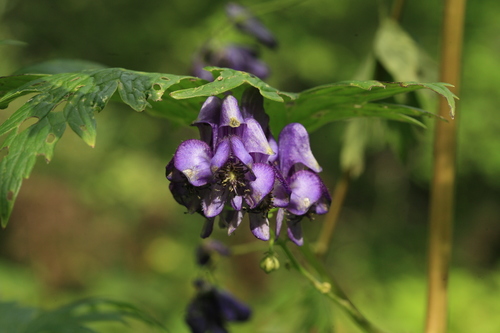 Aconitum neosachalinense iNat (1)