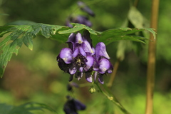 Aconitum neosachalinense