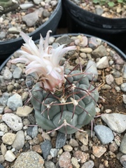 Thelocactus hexaedrophorus hexaedrophorus