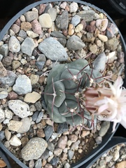 Thelocactus hexaedrophorus hexaedrophorus