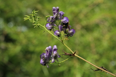 Aconitum neosachalinense