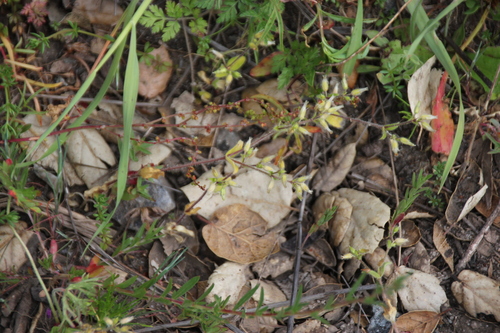 iNaturalist observation photo of Dicot Skippers