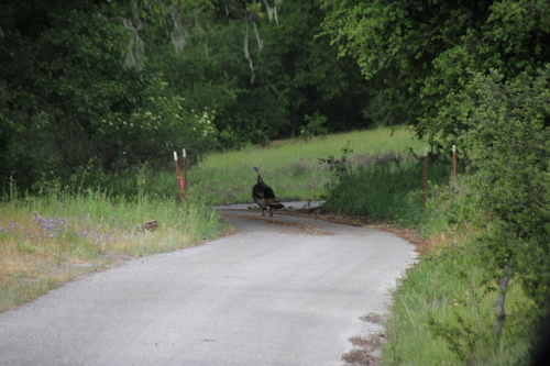 iNaturalist observation photo of Wild Turkey