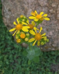 Senecio ampullaceus