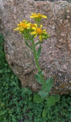 Senecio ampullaceus