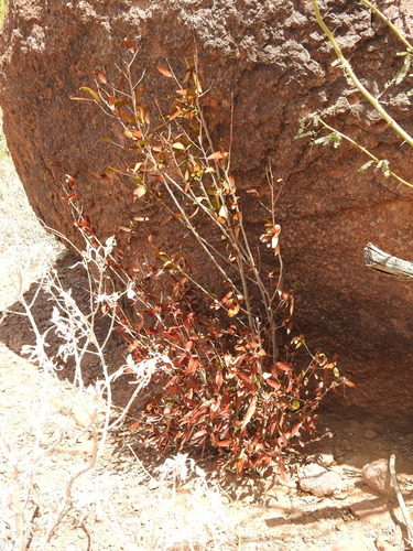 Pleradenophora bilocularis, photograph 5
