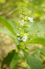 Lepechinia floribunda