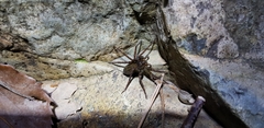 Dolomedes raptor