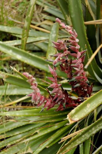 Puya spathacea