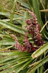 Puya spathacea