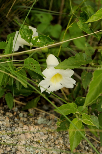 Amphilophium carolinae