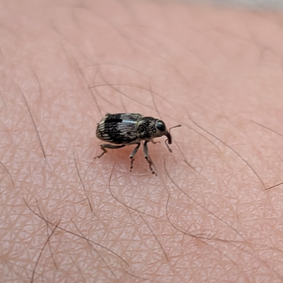 Acoptus suturalis