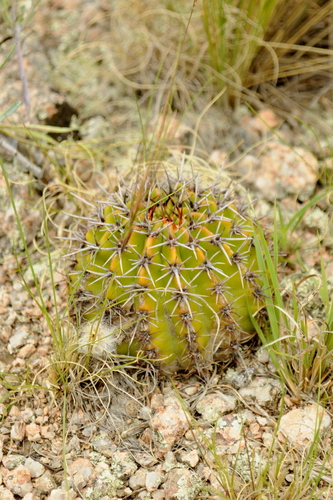 Echinopsis aurea, photograph 6
