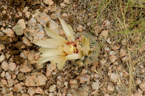 Gymnocalycium capillense
