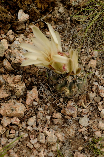 Gymnocalycium capillense