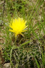 Echinopsis aurea, photograph (c) cactusauria, some rights reserved (CC BY)