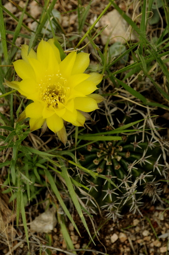 Echinopsis aurea, photograph 5