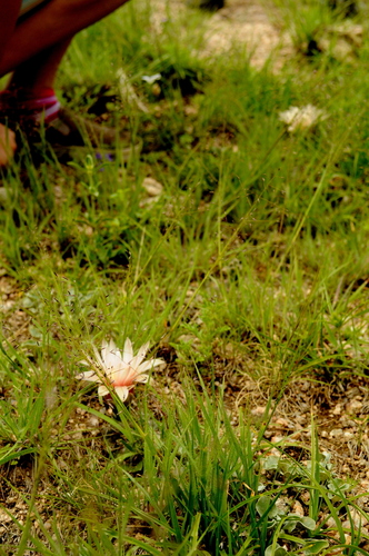 Gymnocalycium capillense