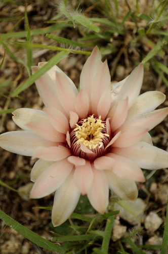 Gymnocalycium capillense