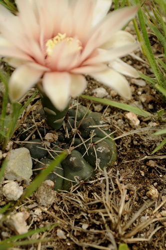 Gymnocalycium capillense