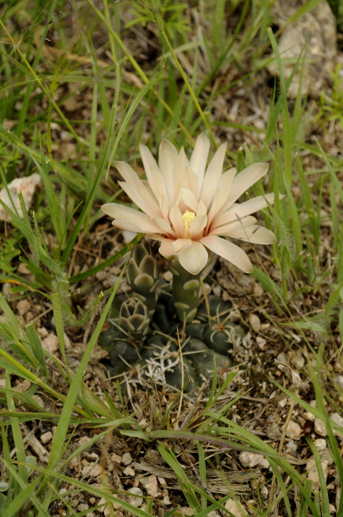 Gymnocalycium capillense, Chacabuco, San Luis, Argentina