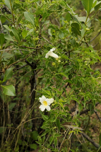 Amphilophium carolinae, photograph 2