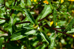 Coleostephus myconis