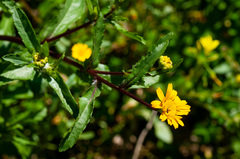 Coleostephus myconis