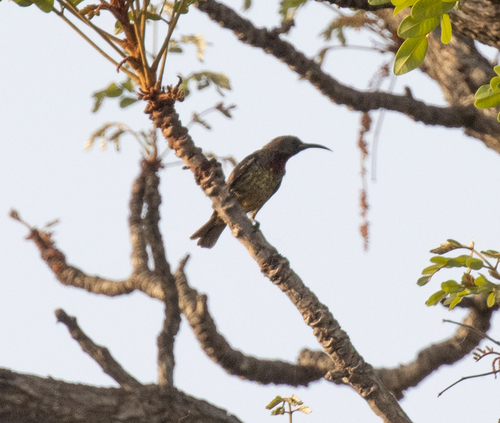 Scarlet-chested Sunbird