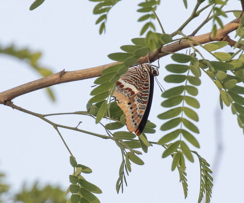 Cream-bordered Charaxes