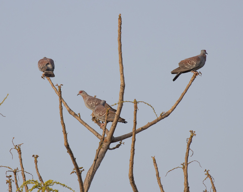 Speckled Pigeon
