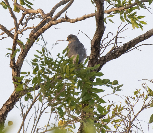Shikra