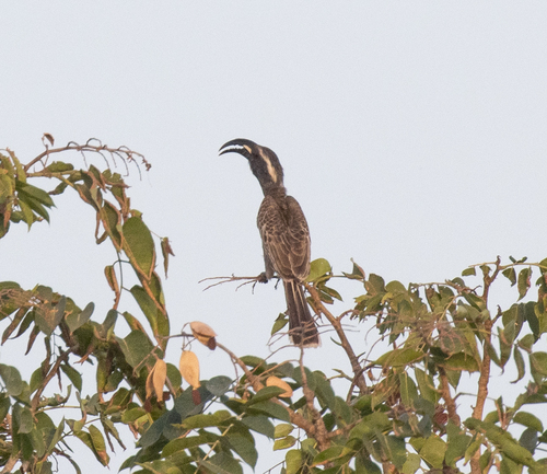 African Gray Hornbill