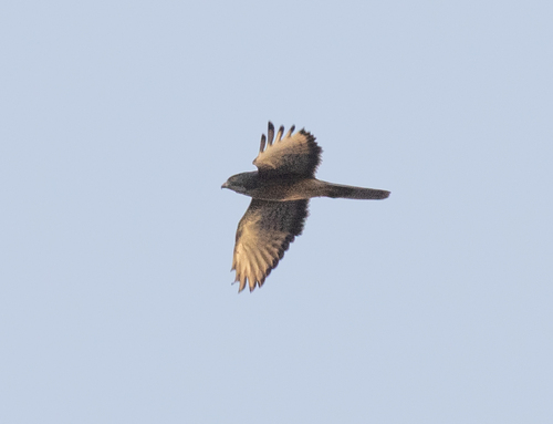 Grasshopper Buzzard (Butastur rufipennis), photo 4