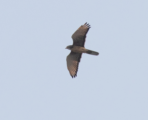 Grasshopper Buzzard (Butastur rufipennis), photo 2