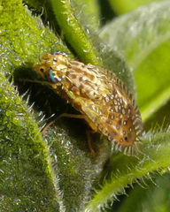 Paracantha cultaris