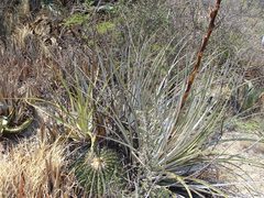 Pineapple (Hechtia confusa)