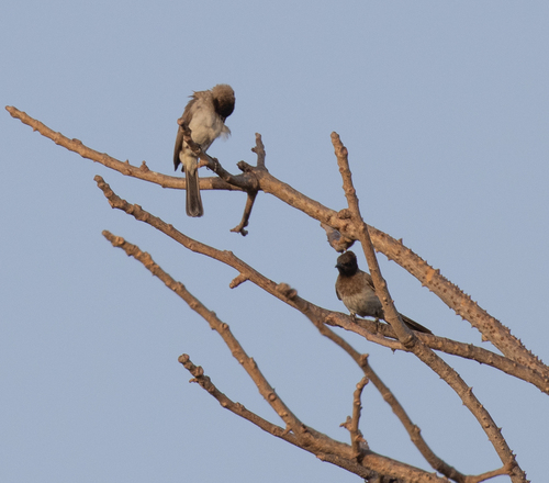 Common Bulbul