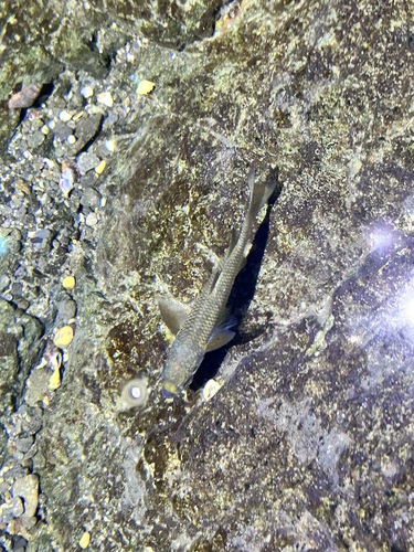 Mullet (Chaenomugil proboscideus) — Mugilidae