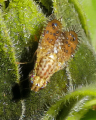 Paracantha cultaris