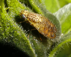 Paracantha cultaris