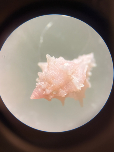 Favartia guamensis observed 2026-03-17