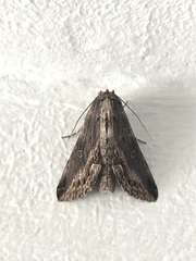 Aegilia sundascribens