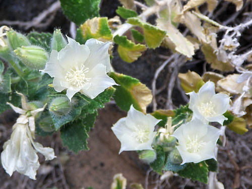 desert rock nettle