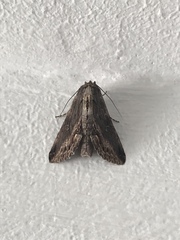 Aegilia sundascribens