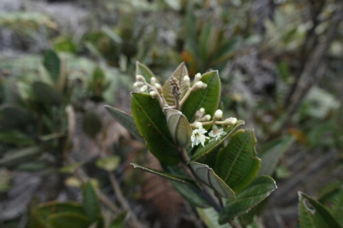 Miconia squamulosa, photograph 3